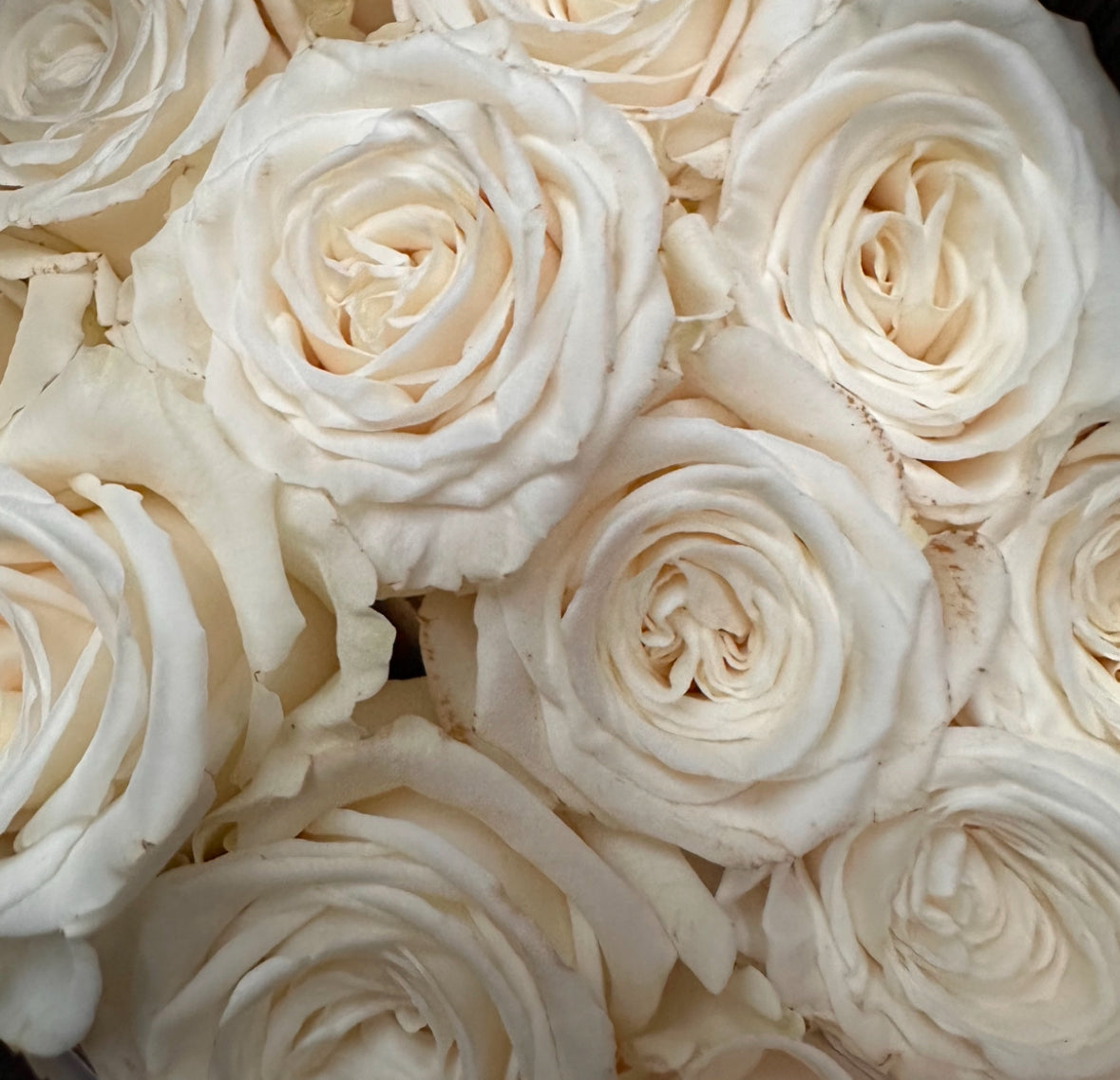 Roses are …..