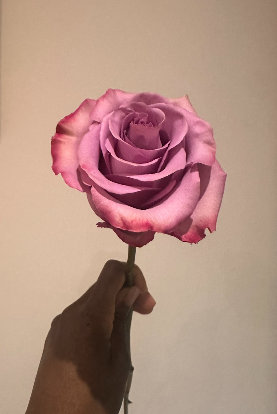 Roses are …..