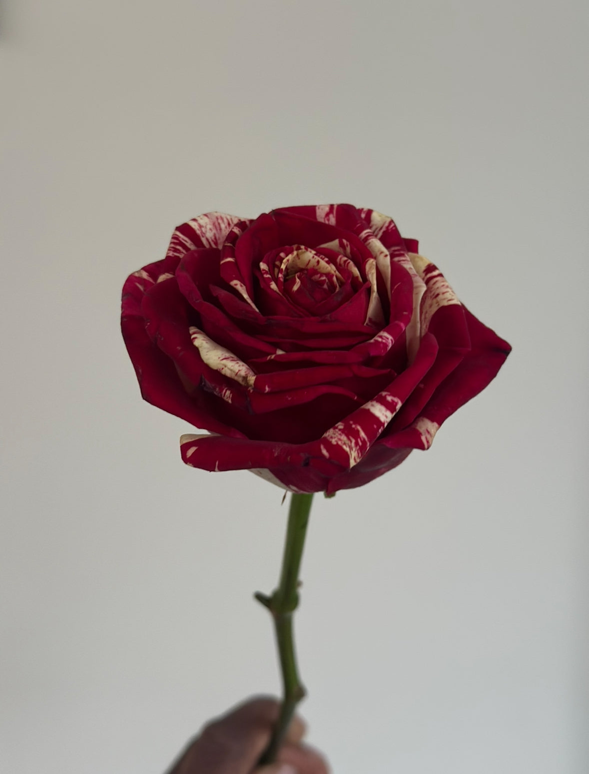 Roses are …..