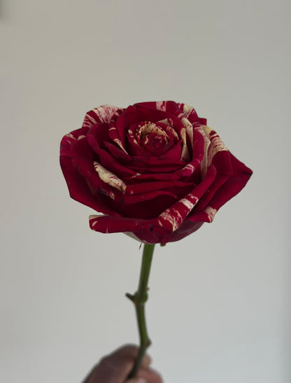 Roses are …..